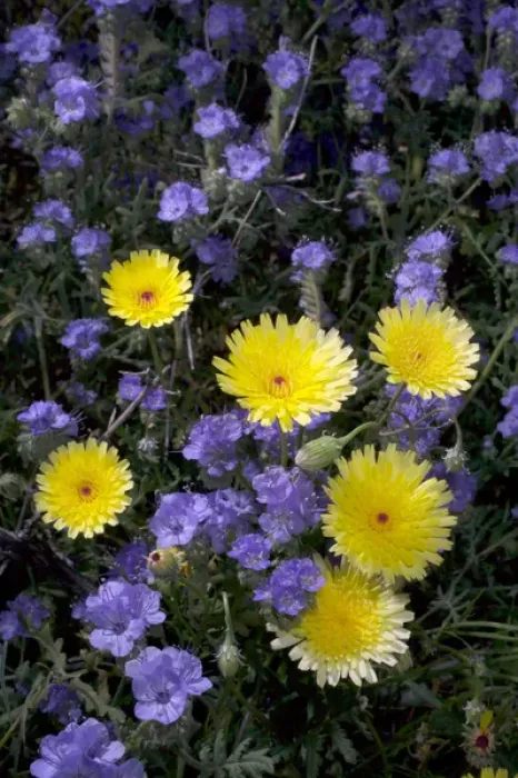 Framed Print : USA; California; San Diego. ADesert Dandelion and Phacelia Wildflowers in Anza Borrego