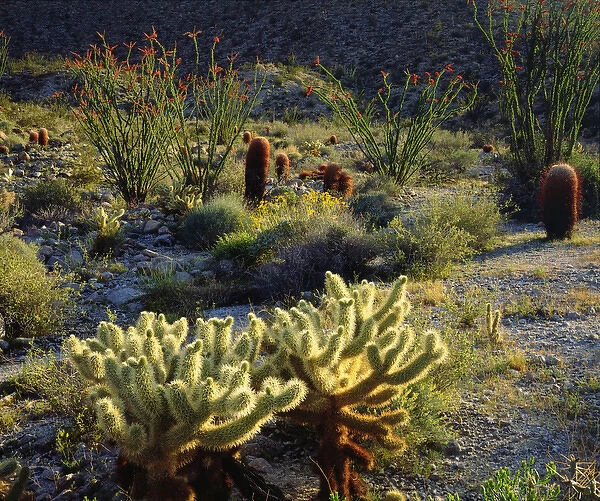 USA; California; San Diego. ADesert Ecosystem in Anza Borrego Desert State Park