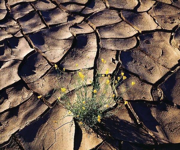 USA; California; San Diego. ADesert Poppy Wildflowers growing out of cracked mud