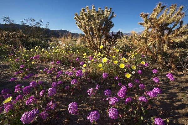 USA; California; San Diego. ADesert Sand Verbena Wildflowers and Cholla in the in