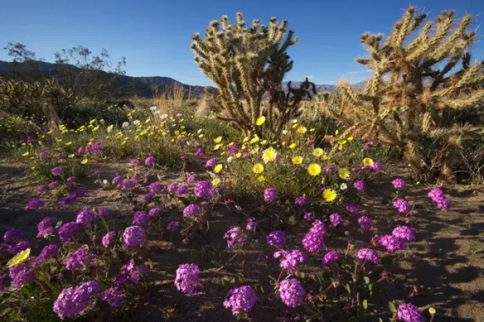 Framed Print : USA; California; San Diego. ADesert Sand Verbena Wildflowers and Cholla in the in