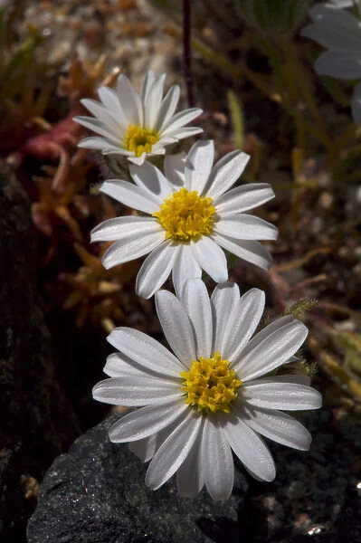 USA; California; San Diego. ADesert Star Wildflowers in Anza Borrego Desert State Park