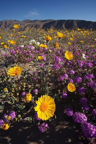 USA; California; San Diego. ADesert Sunflower and Sand Verbena Wildflowers in the Desert