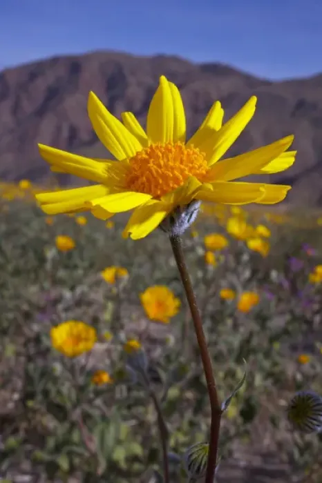 Framed Print : USA; California; San Diego. ADesert Sunflower Wildflowers in Anza Borrego Desert