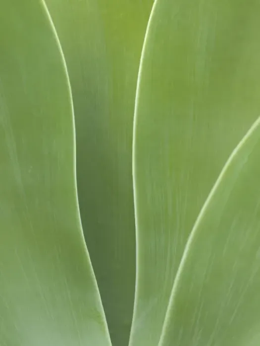 Framed Print : USA, California, San Diego, Agave in Balboa Park Framed Print : USA, California, San Diego, Agave in Balboa Park