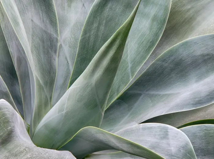 Framed Print : USA, California, San Diego. Agave plant (Agavaceae) Framed Print : USA, California, San Diego. Agave plant (Agavaceae)