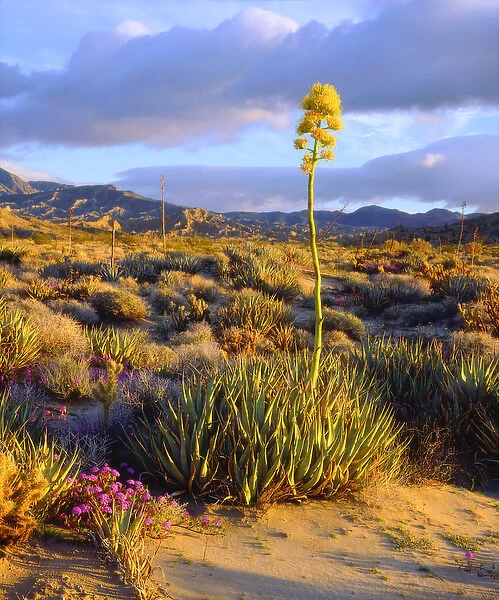 USA; California; San Diego. agave Wildflowers in Anza Borrego Desert State Park