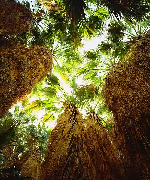 USA; California; San Diego. ANative Fan Palm trees in Anza Borrego Desert State Park