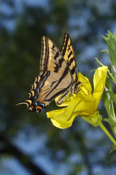 Framed Print : USA; California; San Diego; An Anise Swallowtail Butterfly in Mission Trails Regional Framed Print : USA; California; San Diego; An Anise Swallowtail Butterfly in Mission Trails Regional