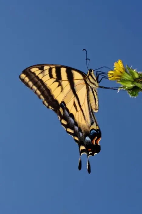Framed Print : USA; California; San Diego; An Anise Swallowtail Butterfly in Mission Trails Regional Framed Print : USA; California; San Diego; An Anise Swallowtail Butterfly in Mission Trails Regional