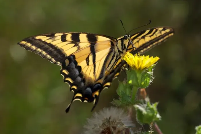 Framed Print : USA; California; San Diego; An Anise Swallowtail in Mission Trails Regional Park Framed Print : USA; California; San Diego; An Anise Swallowtail in Mission Trails Regional Park