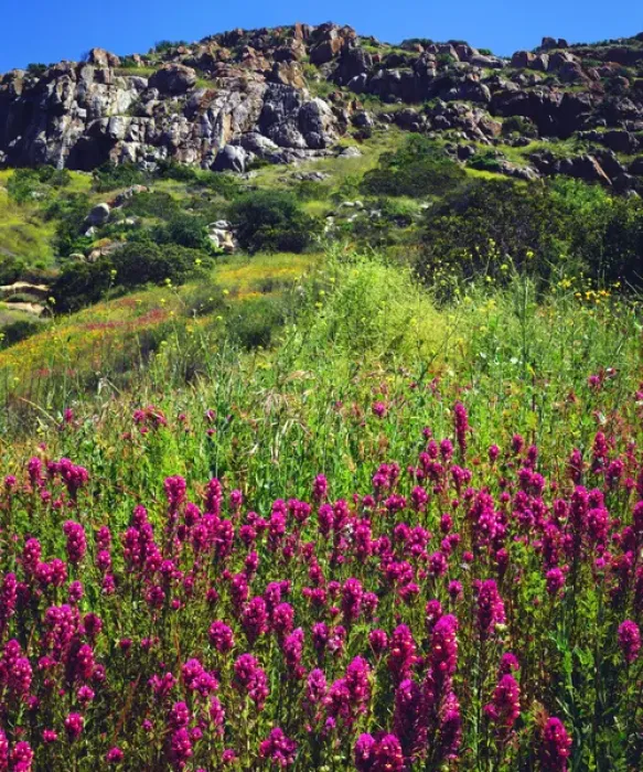 Framed Print : USA; California; San Diego. AOwls Clover Wildflowers in Mission Trails Regional Park