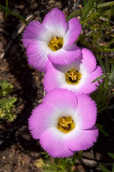 USA, California, San Diego. APhlox wildflowers in Rattlesnake Canyon