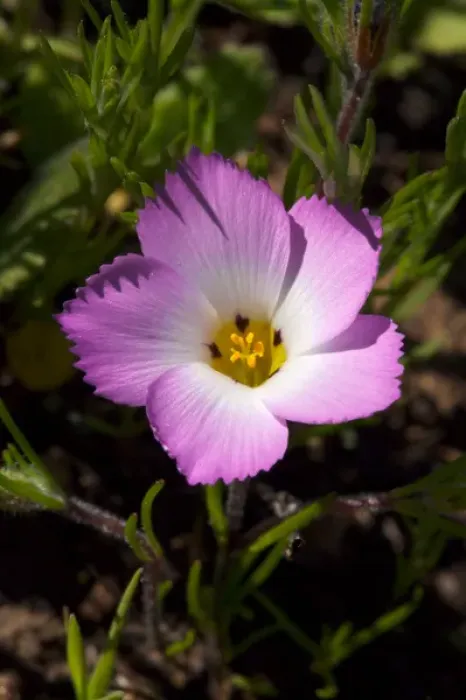 Framed Print : USA, California, San Diego. APhlox wildflowers in Rattlesnake Canyon Framed Print : USA, California, San Diego. APhlox wildflowers in Rattlesnake Canyon