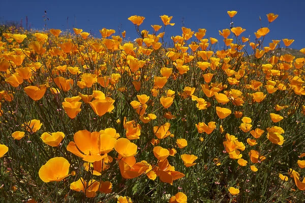 USA, California, San Diego. APoppy wildflowers in Rattlesnake Canyon