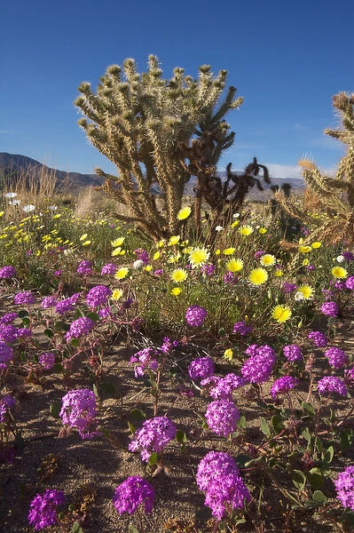 USA; California; San Diego. ASand Verbena Wildflowers and Cholla Cacti in Anza Borrego