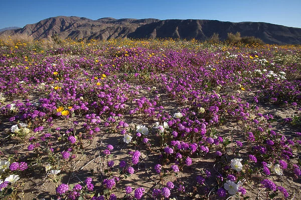 USA; California; San Diego. ASand Verbena Wildflowers in Anza Borrego Desert State Park
