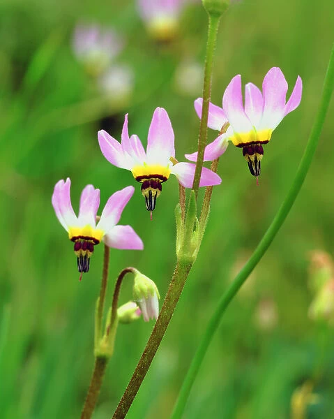 USA, California, San Diego. AShooting Star Wildflowers in Mission Trails Park
