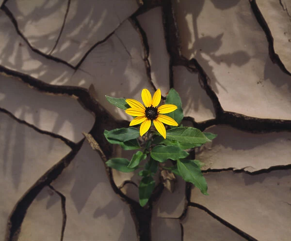 USA; California; San Diego. ASunflower growing from Cracked Mud in Anza Borrego