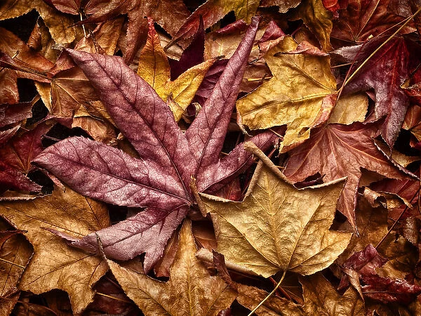 USA, California, San Diego, Autumn leaves