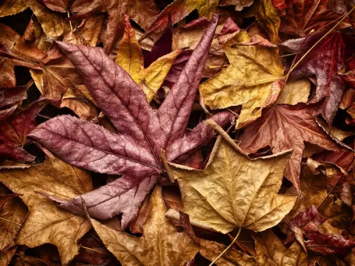Framed Print : USA, California, San Diego, Autumn leaves