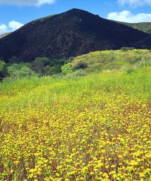 USA, California, San Diego. AWildflowers in Mission Trails Regional Park