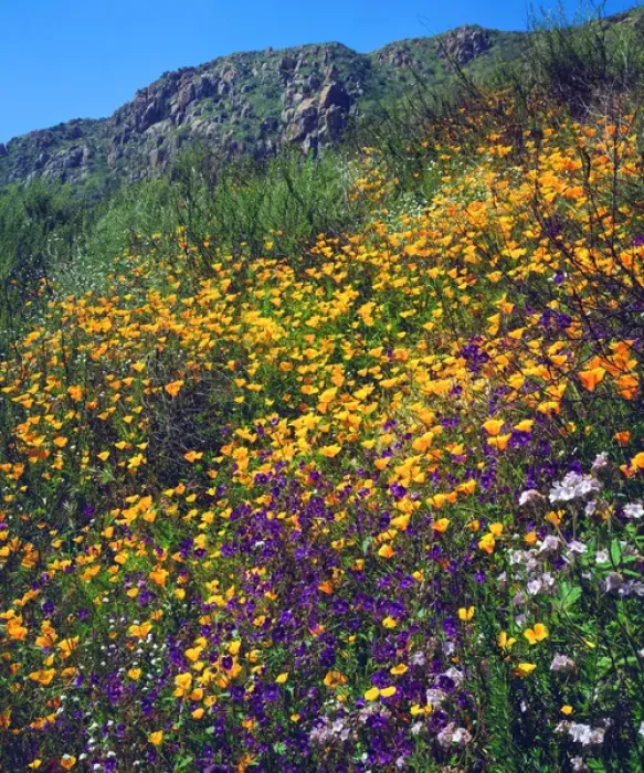 Framed Print : USA, California, San Diego. AWildflowers in Mission Trails Regional Park Framed Print : USA, California, San Diego. AWildflowers in Mission Trails Regional Park
