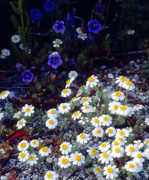 USA; California; San Diego. AWolly Daisy and Phacelia Wildflowers in Anza Borrego