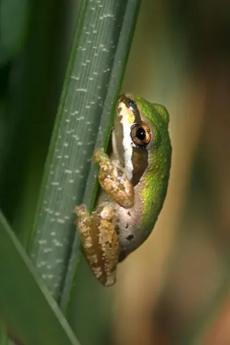 Framed Print : USA; California; San Diego; A Baby Green Tree Frog in Mission Trails Regional Park Framed Print : USA; California; San Diego; A Baby Green Tree Frog in Mission Trails Regional Park