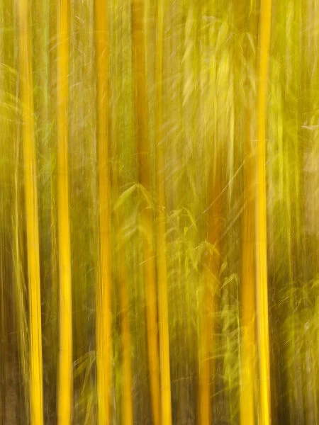 USA, California, San Diego, Bamboo trees blurred with camera