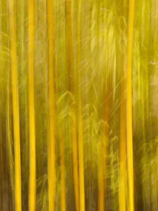 Framed Print : USA, California, San Diego, Bamboo trees blurred with camera Framed Print : USA, California, San Diego, Bamboo trees blurred with camera