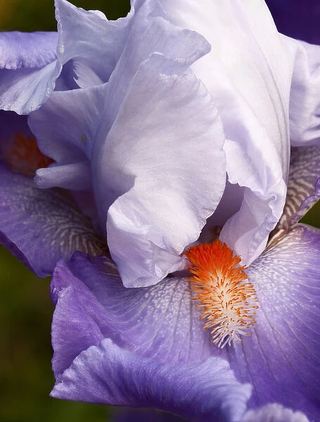 USA, California, San Diego, Bearded iris