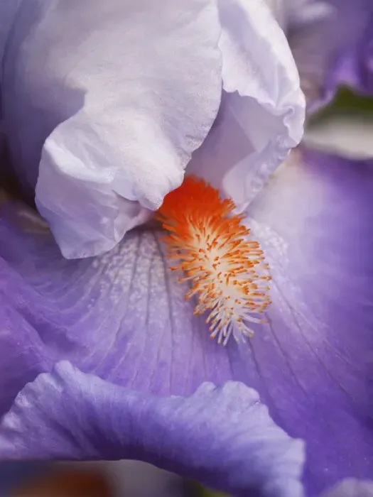 Framed Print : USA, California, San Diego, Bearded iris Framed Print : USA, California, San Diego, Bearded iris
