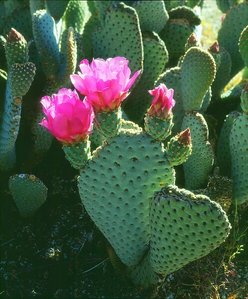 USA; California; San Diego. Beavertail Cactus Flowers in Anza Borrego Desert State Park