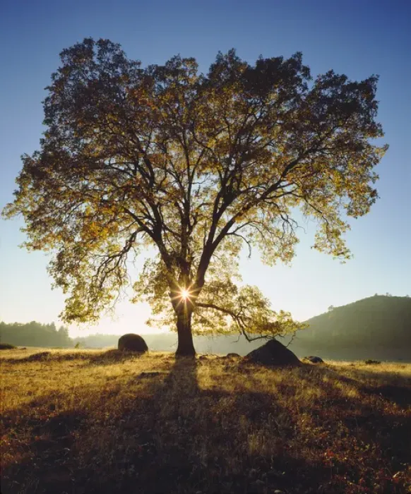 Framed Print : USA; California; San Diego. Black Oak Tree in Autumn