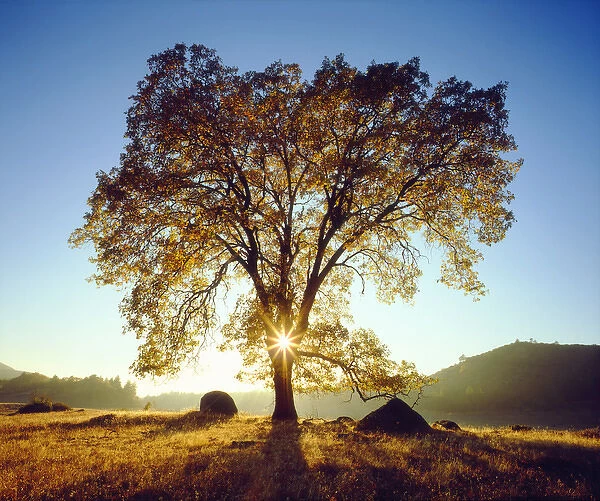 USA; California; San Diego. A Black Oak Trees in Autumn. ; Cleveland National Forest