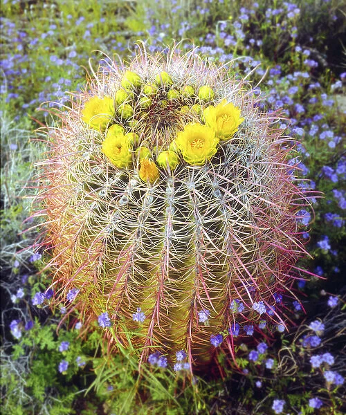USA, California, San Diego. Blooming barrel cactus in Anza-Borrego Desert State Park