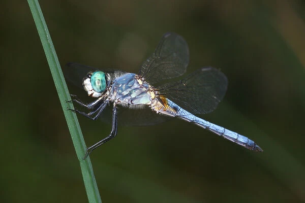 USA; California; San Diego; A Blue Drangonfly in Mission Trails Regional Park
