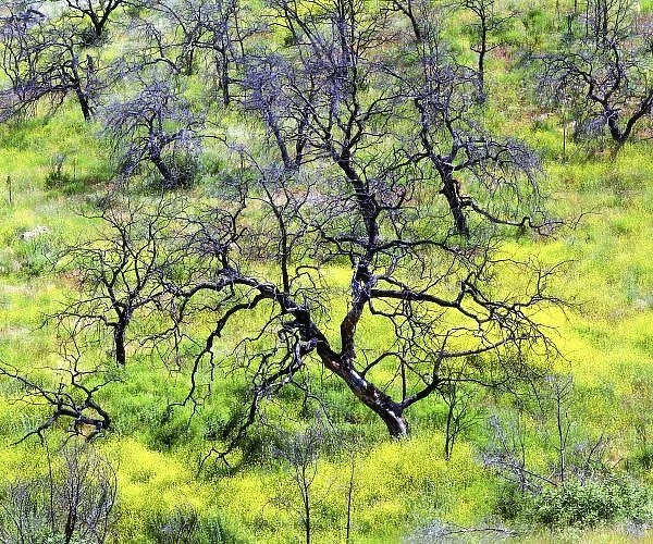 USA, California, San Diego. A burnt oak forest invaded by mustard plants inACleveland