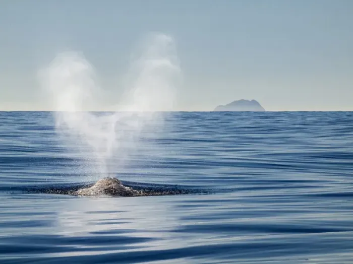 Framed Print : USA, California, San Diego, California gray whale migrating south toward Mexico Framed Print : USA, California, San Diego, California gray whale migrating south toward Mexico