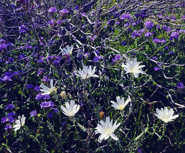 USA; California; San Diego. A Chicory and Phacelia wildflowers in Anza Borrego Desert
