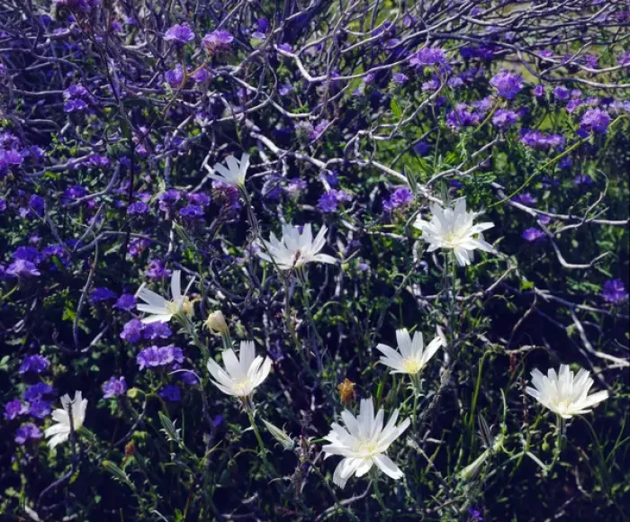 Framed Print : USA; California; San Diego. A Chicory and Phacelia wildflowers in Anza Borrego Desert