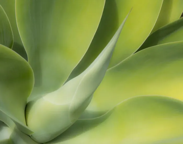 Framed Print : USA, California, San Diego. Close up of an Agave plant (Agavaceae) Framed Print : USA, California, San Diego. Close up of an Agave plant (Agavaceae)