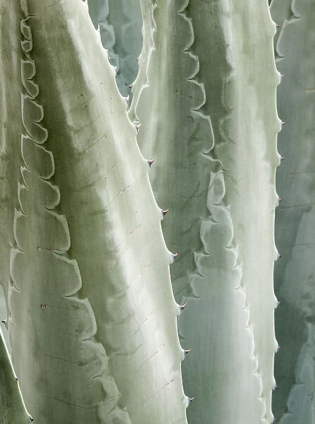 USA, California, San Diego, Close-up of Agave Americana