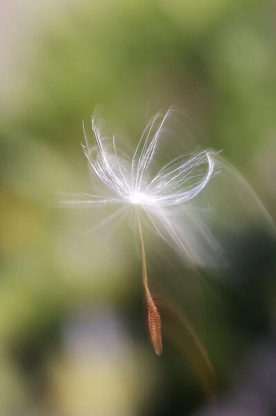 USA, California, San Diego, Close-up of a dandelion seed blowing in the wind. Credit as
