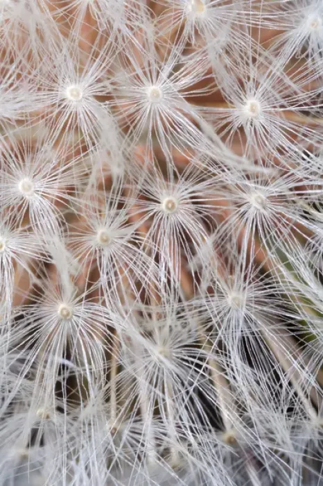 Framed Print : USA; California; San Diego; Close-up of a dandelion Framed Print : USA; California; San Diego; Close-up of a dandelion