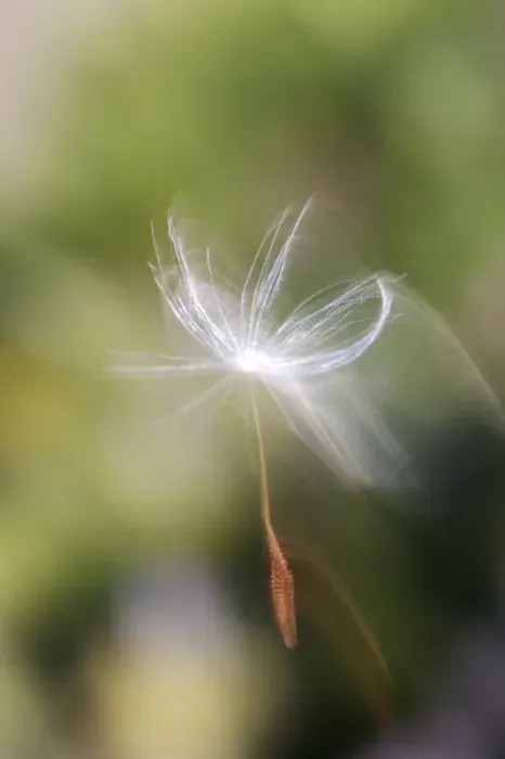 Framed Print : USA, California, San Diego, Close-up of a dandelion seed blowing in the wind. Credit as Framed Print : USA, California, San Diego, Close-up of a dandelion seed blowing in the wind. Credit as