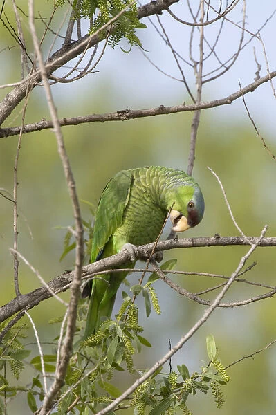 USA - California - San Diego County - Lilac-crowned Parrot