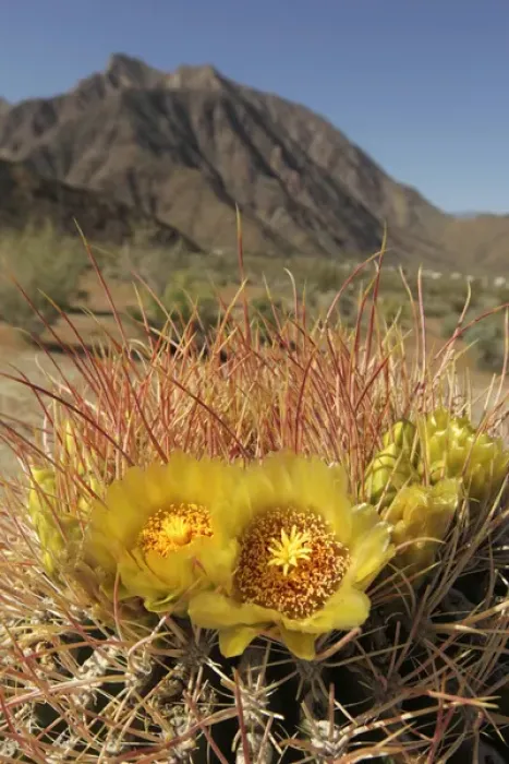 Framed Print : USA, California, San Diego County. Blooming Barrel Cactus at Anza-Borrego Desert Framed Print : USA, California, San Diego County. Blooming Barrel Cactus at Anza-Borrego Desert