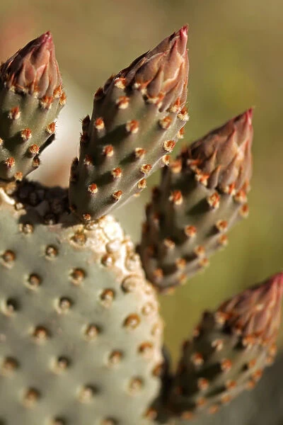 USA, California, San Diego County. Beavertail Cactus ready to bloom in Anza-Borrego